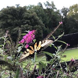 Meet your Posher, Skylar